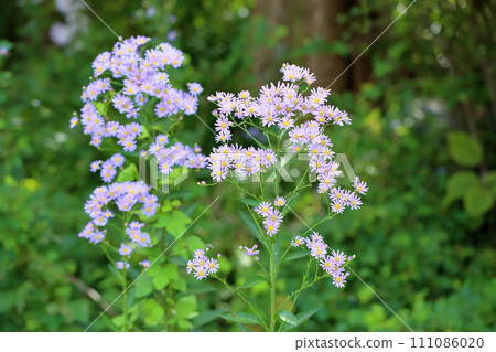 Zion flower Zion flower 111086020