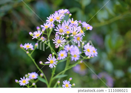 Zion flower 111086021