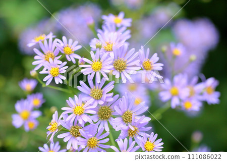 Zion flower 111086022