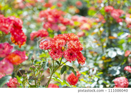 Beautiful red rose Beautiful red rose 111086040