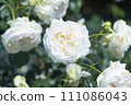 beautiful white rose 111086043