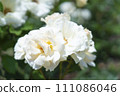 beautiful white rose 111086046