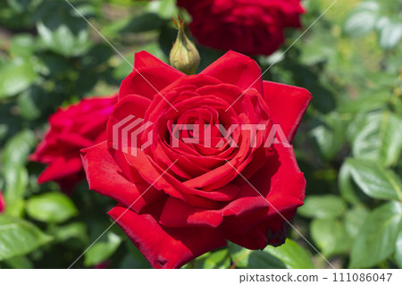 深紅色的玫瑰 深紅色的玫瑰 111086047