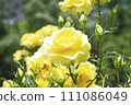 beautiful yellow rose 111086049