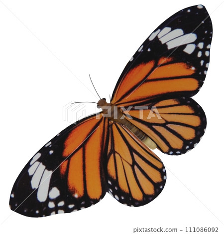 Butterfly isolated on white background Butterfly isolated on white background 111086092