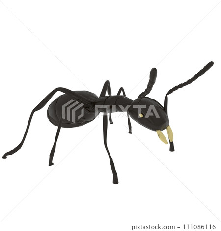 Ant isolated on white background Ant isolated on white background 111086116