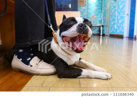 波士頓梗犬Mighty在醫院候診室大聲打哈欠♡ 波士頓梗犬Mighty在醫院候診室大聲打哈欠♡ 111086340