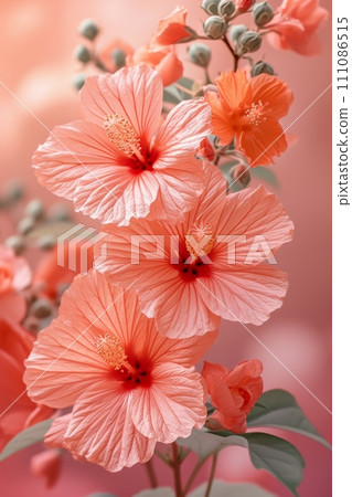 coral tropical flowers pink hibiscus flowers background wallpaper free 111086515