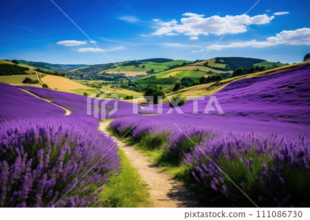 the Early Mist Hiking Path through the lavender fields of France the Early Mist Hiking Path through the lavender fields of France 111086730