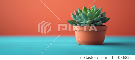 a succulent plant in a pot sitting on a blue and orange background a succulent plant in a pot sitting on a blue and orange background 111086833