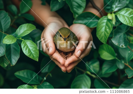 Hands Holding a Little Bird 111086865