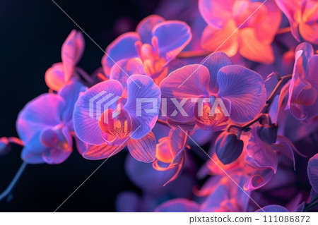purple and pink orchids against a dark background 111086872