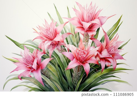 a mesmerizing depiction of a bromelia 111086905
