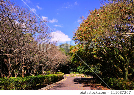 Yangmingshan Yangmingshan 111087267