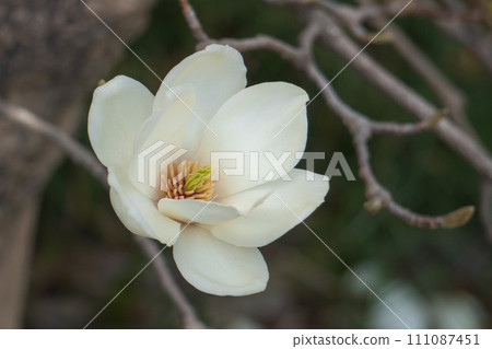 顯示雌蕊和雄蕊的玉蘭花特寫/木蘭科 顯示雌蕊和雄蕊的玉蘭花特寫/木蘭科 111087451