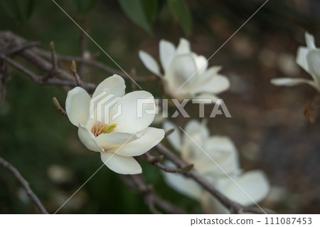 Close-up of a white magnolia flower with a bokeh background/Magnoliaceae 111087453