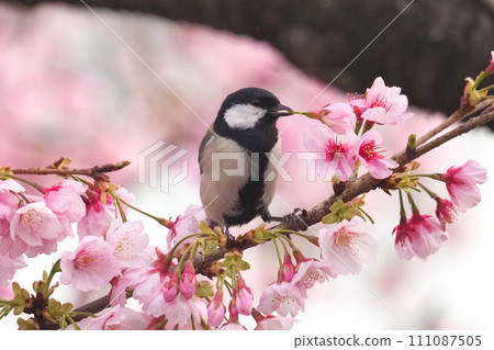 大山雀啄食櫻花花蜜 111087505