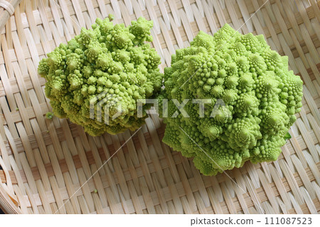 收穫前的羅馬花椰菜 收穫前的羅馬花椰菜 111087523