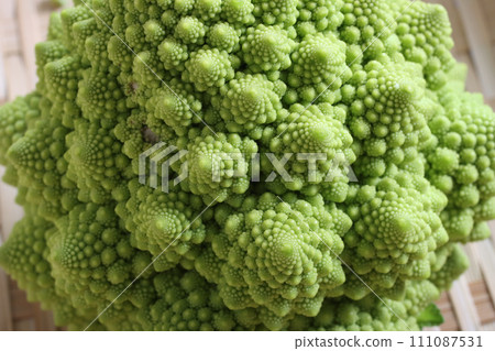收穫前的羅馬花椰菜 111087531