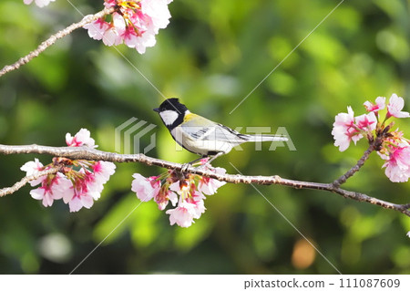 Great tit searching for food on cherry blossom branches 111087609
