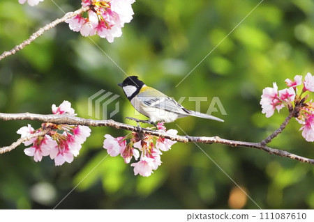 Great tit searching for food on cherry blossom branches Great tit searching for food on cherry blossom branches 111087610