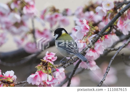Great tit searching for food on cherry blossom branches Great tit searching for food on cherry blossom branches 111087615