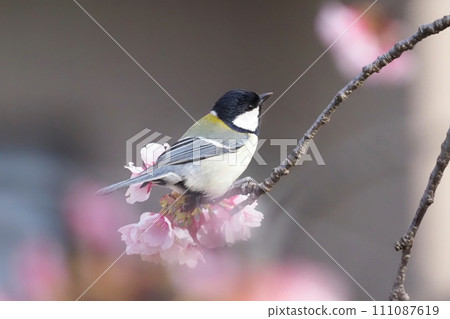 Great tit searching for food on cherry blossom branches Great tit searching for food on cherry blossom branches 111087619