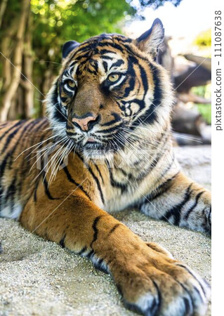 Close-up of Sumatran tiger Kobe Animal Kingdom Kobe City, Hyogo Prefecture 111087638