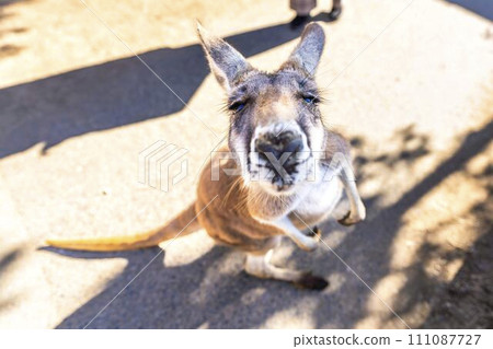 友善的紅袋鼠神戶動物王國兵庫縣神戶市的特寫臉 111087727