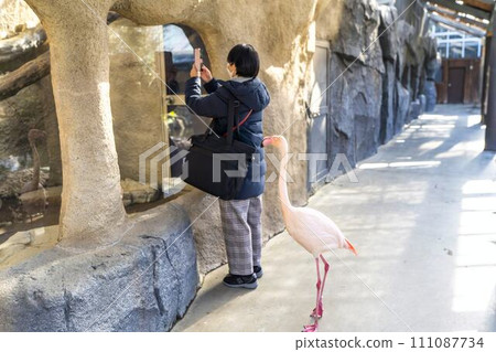 European flamingos walking freely in the park Kobe Animal Kingdom Kobe City, Hyogo Prefecture 111087734