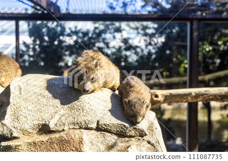 非洲蹄兔正在午睡 神戶動物王國 兵庫縣神戶市 非洲蹄兔正在午睡 神戶動物王國 兵庫縣神戶市 111087735