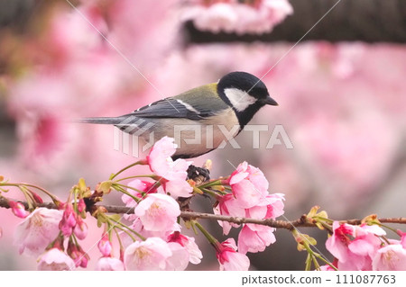 A great tit trying to fly away from a branch of a cold cherry tree A great tit trying to fly away from a branch of a cold cherry tree 111087763