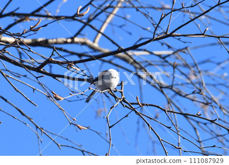 Enaka Enaka 111087929