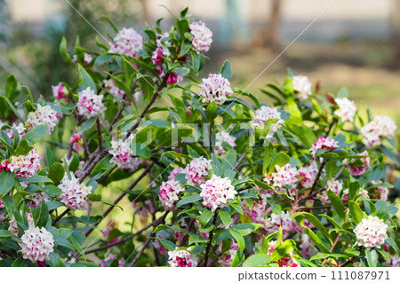 金朝閣盛開 111087971