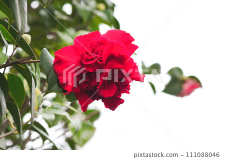 Bright red camellia with double blooms Nanbankou Bright red camellia with double blooms Nanbankou 111088046