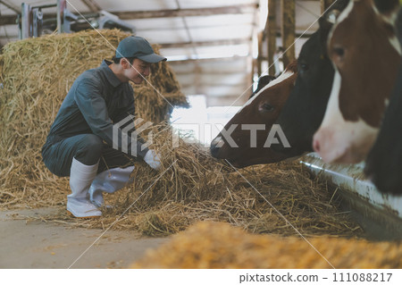 cow shed, cattle barn, gents 111088217