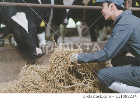 cow shed, cattle barn, gents 111088234