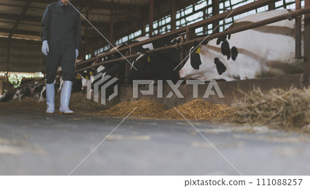 cow shed, cattle barn, male 111088257