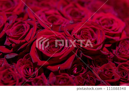 Deep red roses spread all over 111088348