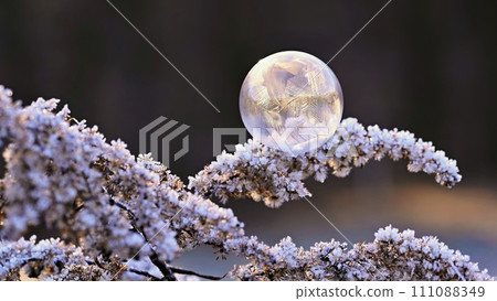 Beautiful ice bubble. Macro shot of winter nature. Frost - ice and frozen water at a low temperature. Beautiful ice bubble. Macro shot of winter nature. Frost - ice and frozen water at a low temperature. 111088349
