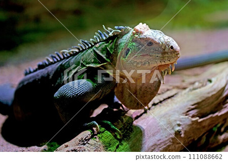 PRAGUE, CZECH REPUBLIC - 2023 111088662