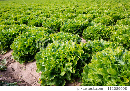 Green escarole plantation 111089008