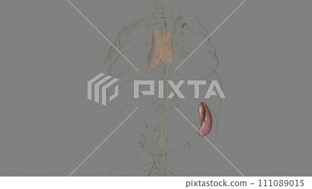 spleen is a small organ that sits inside your left rib cage, just above your stomach 111089015