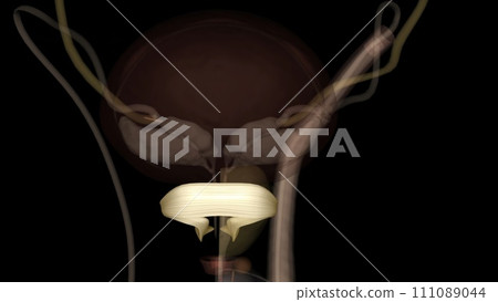 Puboprostatic ligaments hold and stabilize the prostate against the pubic bone 111089044