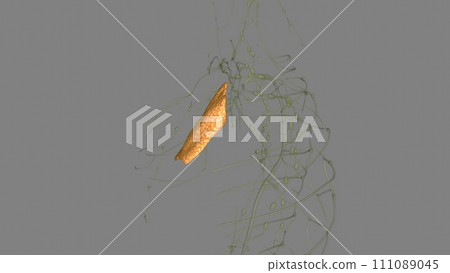 The thymus is the organ primarily responsible for the production and maturation of immune cells The thymus is the organ primarily responsible for the production and maturation of immune cells 111089045