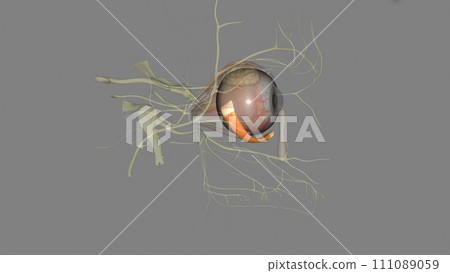 inferior oblique is named by its position within the orbit, relative to the eyeball 111089059