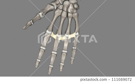 The deep transverse metacarpal ligament connects the palmar surfaces of metacarpophalangeal joints 111089072