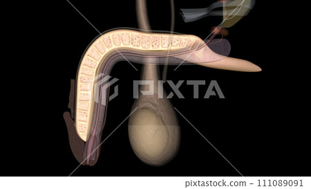 The corpus cavernosum is the erectile tissue of your penis 111089091