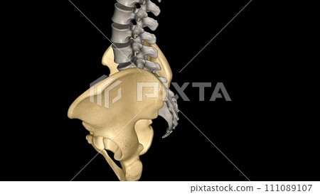 The hip is the area on each side of the pelvis 111089107