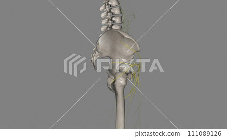 Components of the lymphatic system include lymph, lymphatic vessels and plexuses, lymph nodes, lymphatic cells Components of the lymphatic system include lymph, lymphatic vessels and plexuses, lymph nodes, lymphatic cells 111089126